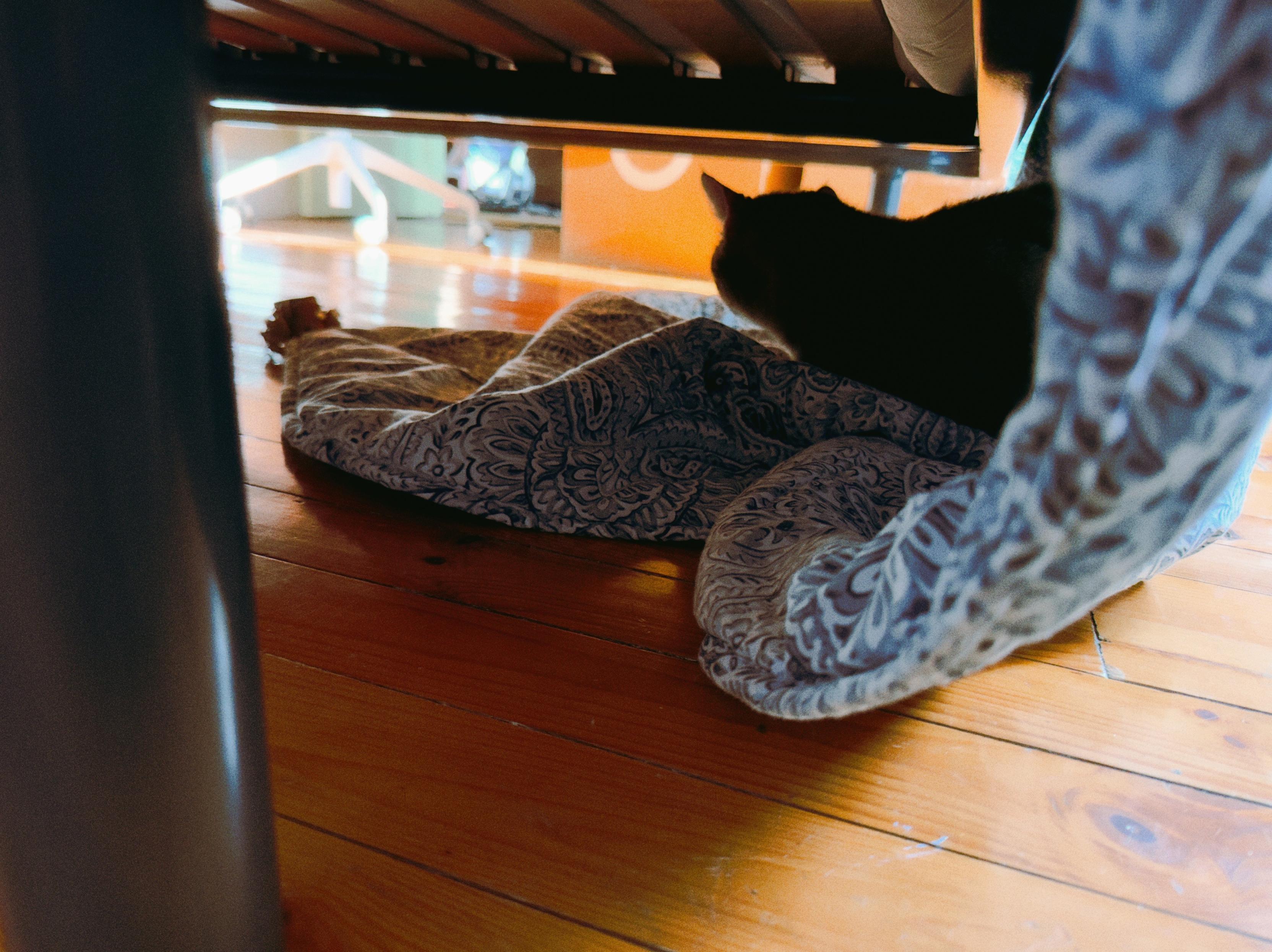 Zelda sits on a patterned blanket under a bed frame, facing toward bright daylight across a wooden floor.